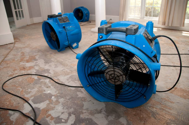 Best Basement water damage restoration  in Avilla, IN