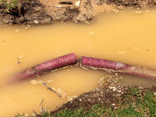 Best Flood damage cleanup  in Avilla, IN