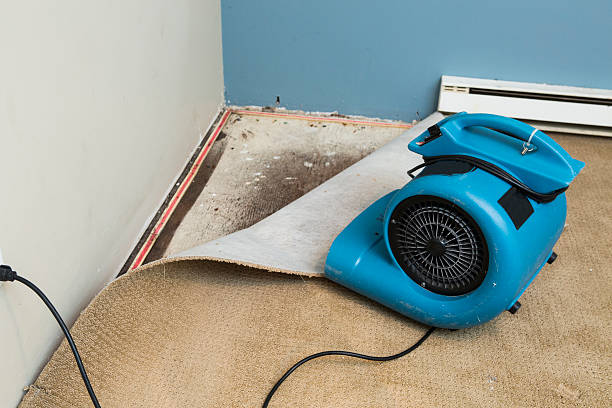 Best 24/7 water damage repair  in Avilla, IN